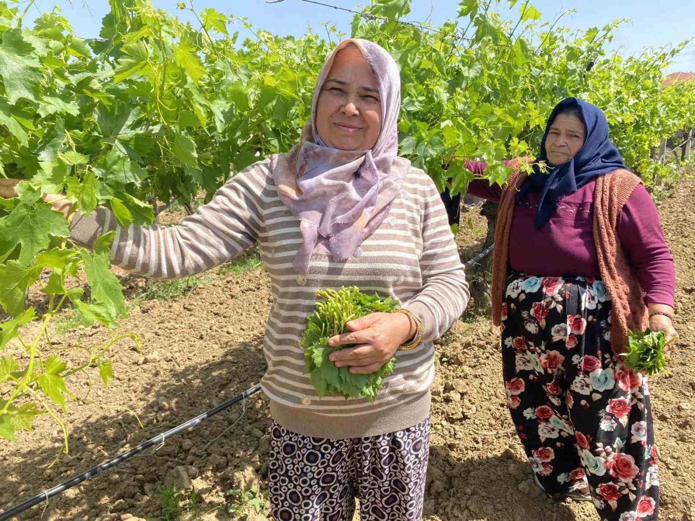 Manisa’nın Alaşehir ilçesinde, dünyaca ünlü Sultaniye üzümünün hasat dönemi yaklaşırken,