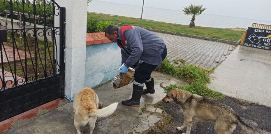 Balıkesir’in Burhaniye ilçesinde, Virüs