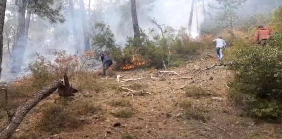 Balıkesir’in Dursunbey ilçesinde orman