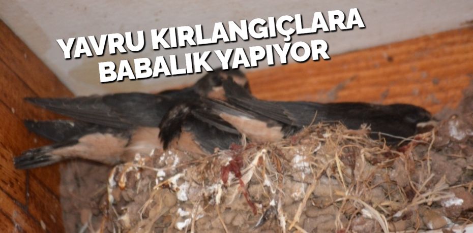 Balıkesir’in Ayvalık ilçesinde günlük