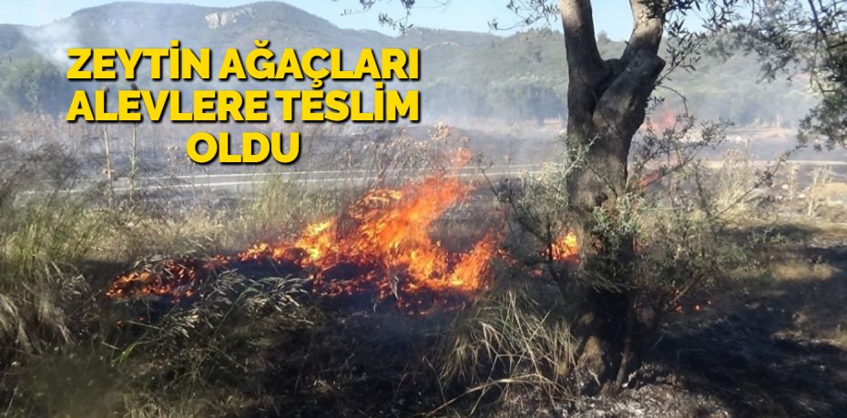 Edremit ilçesinde çıkan arazi