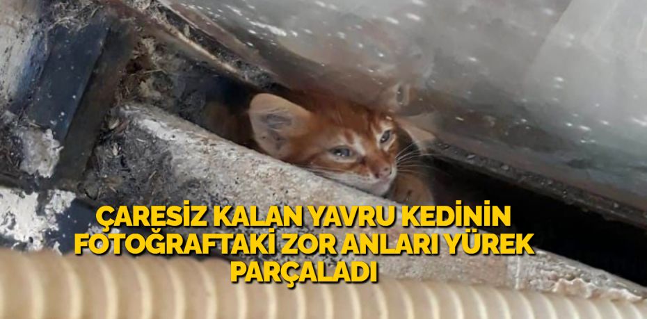 ÇARESİZ KALAN YAVRU KEDİNİN FOTOĞRAFTAKİ ZOR ANLARI YÜREK PARÇALADI