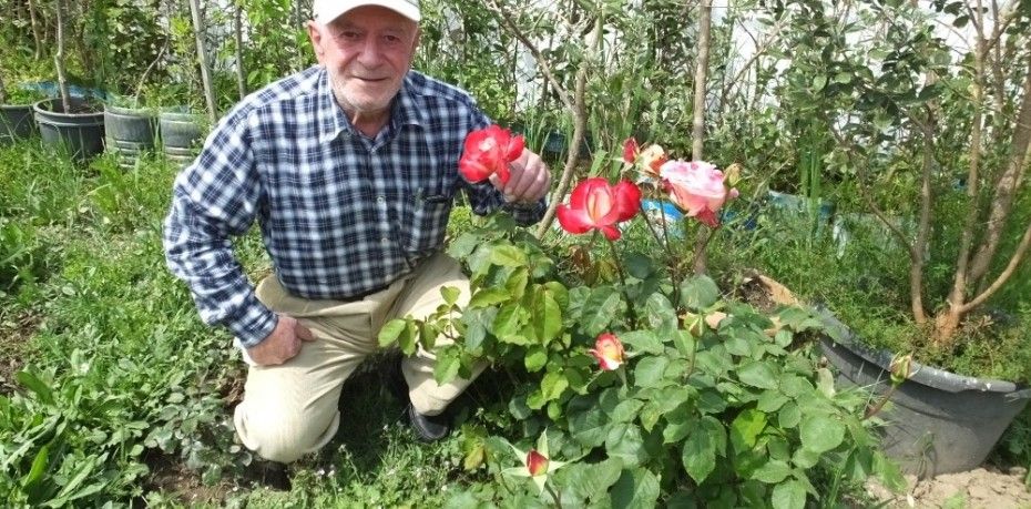 Burhaniye ilçesinde, Stevia (şeker