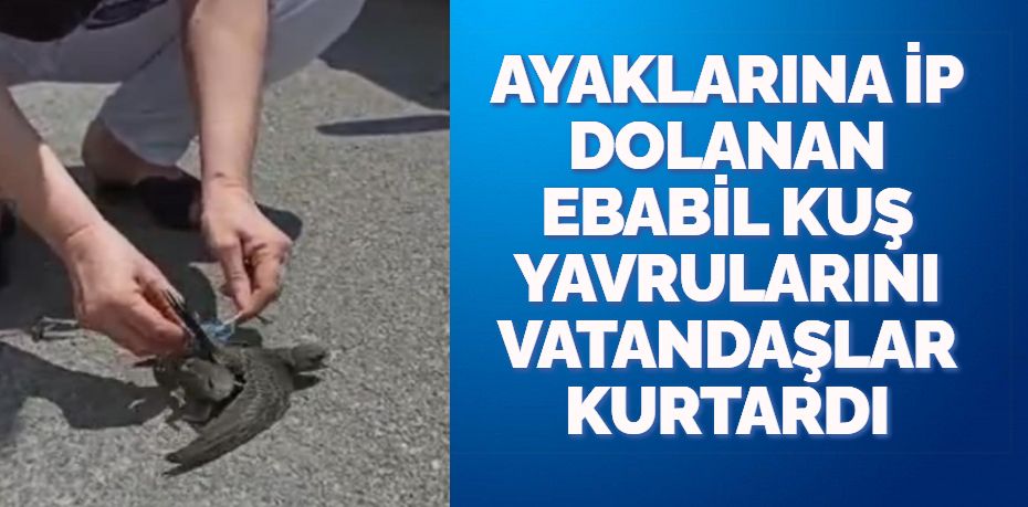 AYAKLARINA İP DOLANAN EBABİL KUŞ YAVRULARINI VATANDAŞLAR KURTARDI