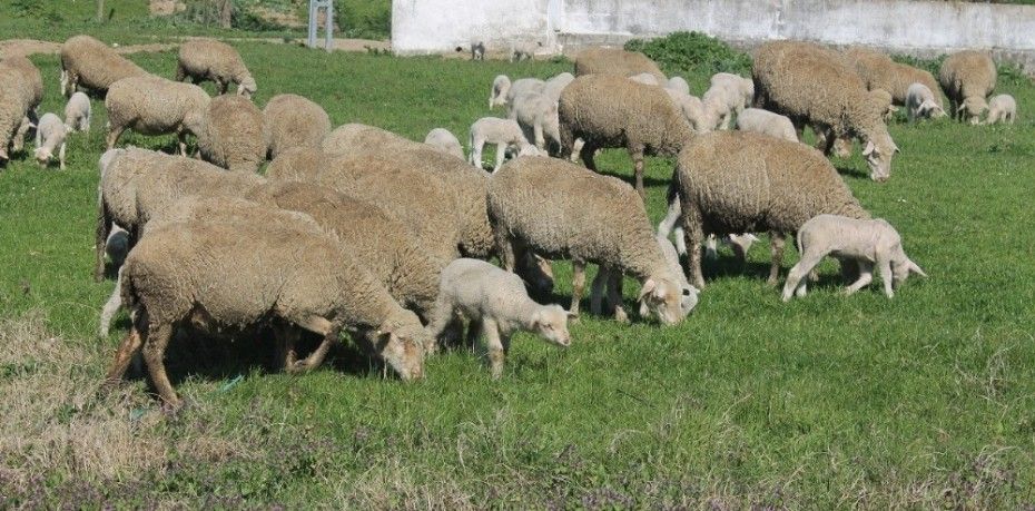 Manyas’ta haftasonu uygulanan sokağa