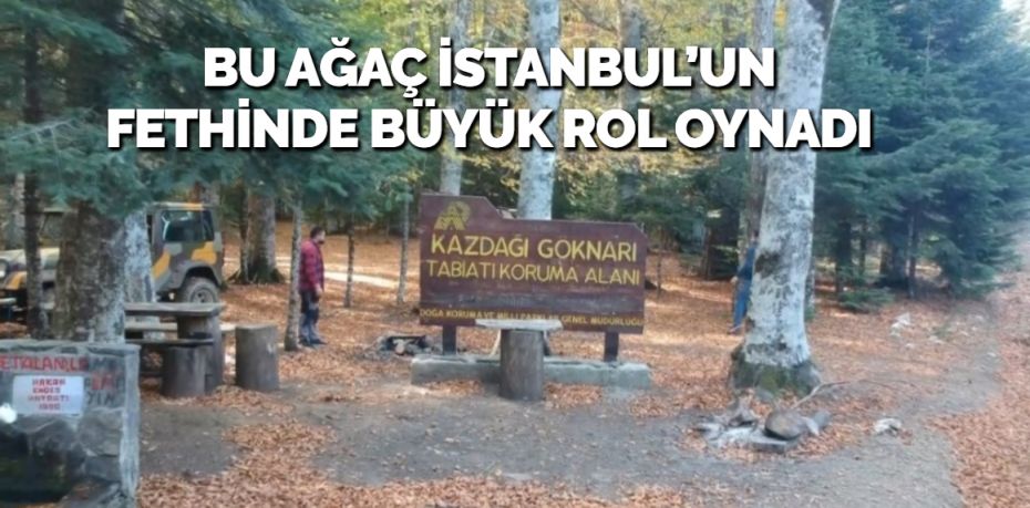 BU AĞAÇ İSTANBUL’UN FETHİNDE BÜYÜK ROL OYNADI