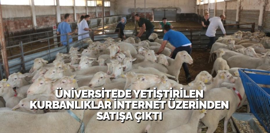 Balıkesir Üniversitesi Hayvancılık Uygulama