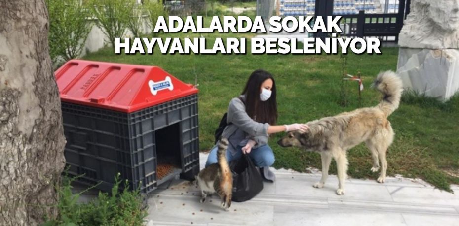 ADALARDA SOKAK HAYVANLARI BESLENİYOR