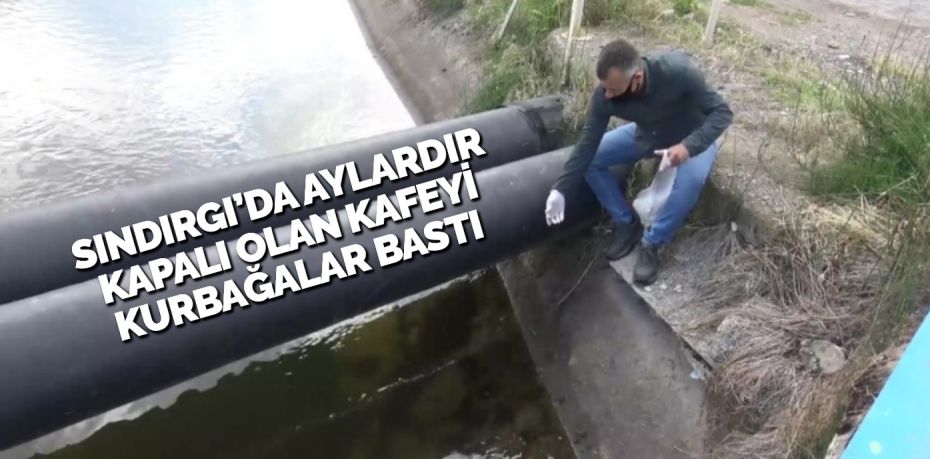 SINDIRGI’DA AYLARDIR KAPALI OLAN KAFEYİ KURBAĞALAR BASTI