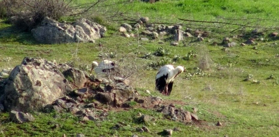 LEYLEKLERİ SOĞUK ÇARPTI, ÜNİVERSİTE VE BELEDİYE ALARMA GEÇTİ