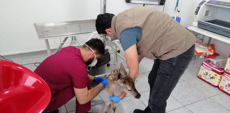 KÖPEKLERİN SALDIRDIĞI YAVRU GEYİK KORUMA ALTINA ALINDI