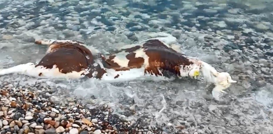 Çeşme Deliklikoy’da kıyıya inek