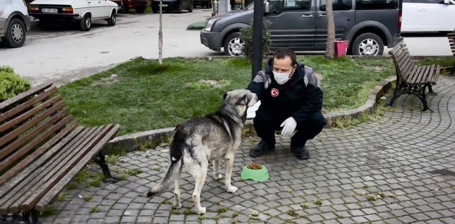 SOKAK HAYVANLARI DA VİRÜSTEN NASİBİNİ ALDI