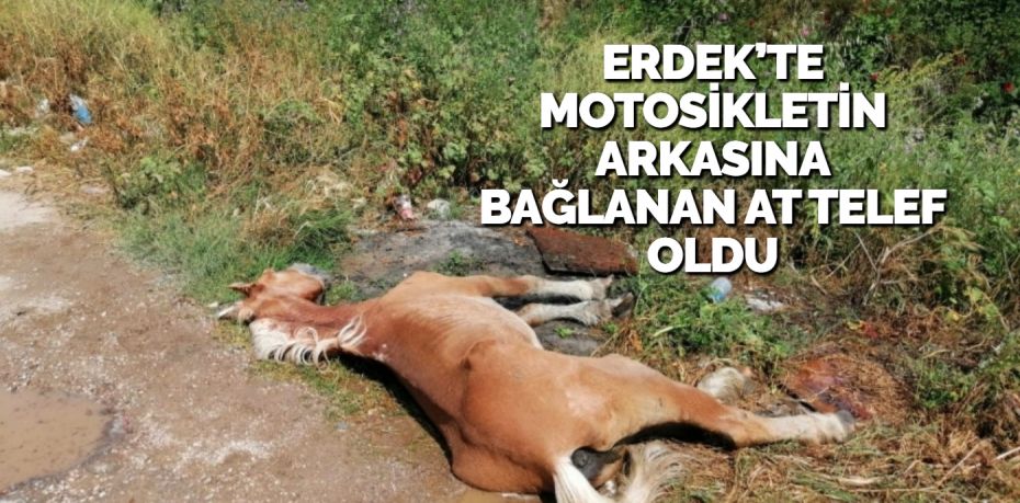 ERDEK’TE MOTOSİKLETİN ARKASINA BAĞLANAN AT TELEF OLDU