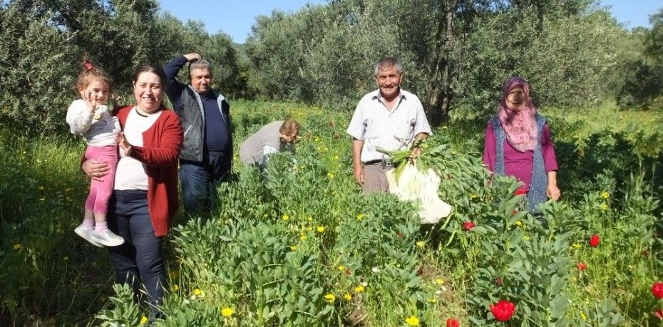 SOSYAL MESAFELİ BAKLA HASADI BAŞLADI… ÜRETİCİ FİYATLARDAN MEMNUN..