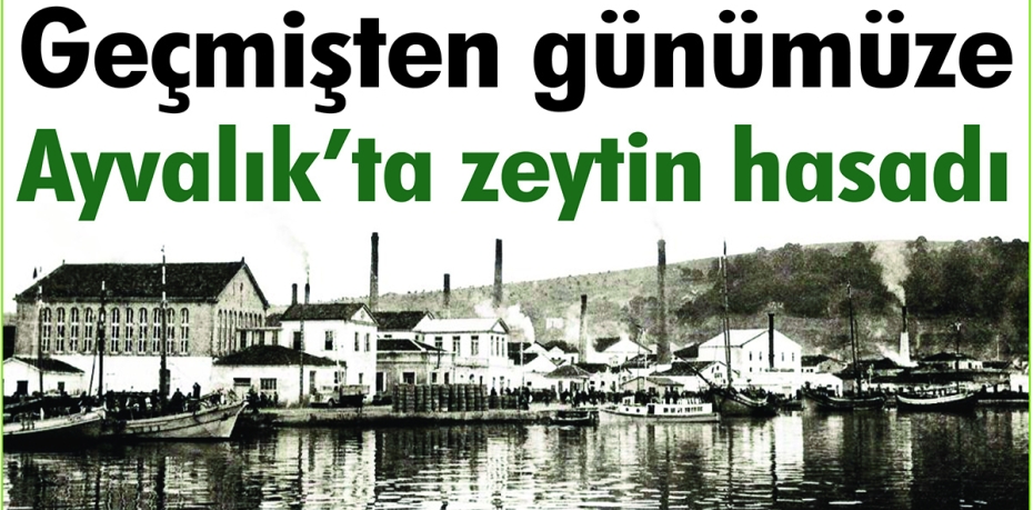 GEÇMİŞTEN GÜNÜMÜZE AYVALIK’TA ZEYTİN HASADI…