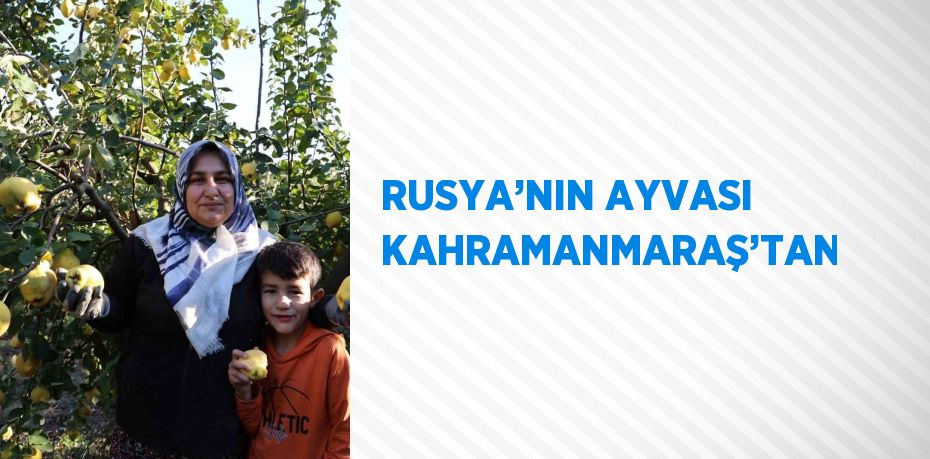 Kahramanmaraş’ta ayva hasadı başlarken,