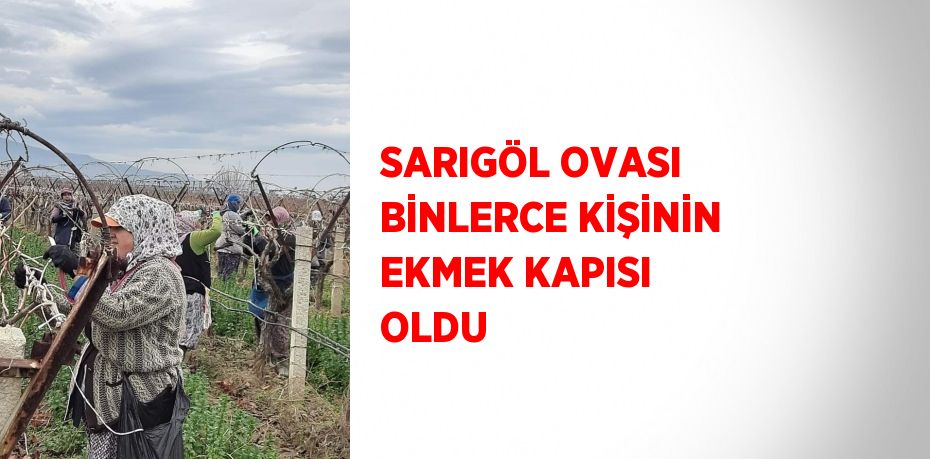 SARIGÖL OVASI BİNLERCE KİŞİNİN EKMEK KAPISI OLDU