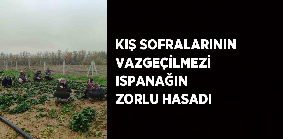 KIŞ SOFRALARININ VAZGEÇİLMEZİ ISPANAĞIN ZORLU HASADI