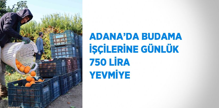 Adana’da budama işçilerinin günlük