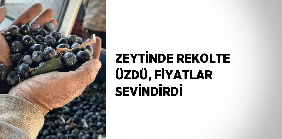 ZEYTİNDE REKOLTE ÜZDÜ, FİYATLAR SEVİNDİRDİ