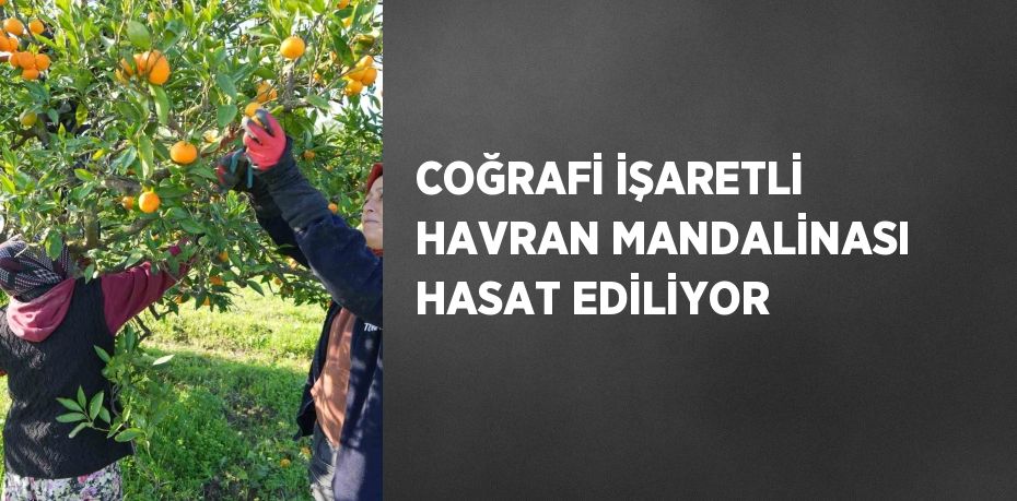 COĞRAFİ İŞARETLİ HAVRAN MANDALİNASI HASAT EDİLİYOR