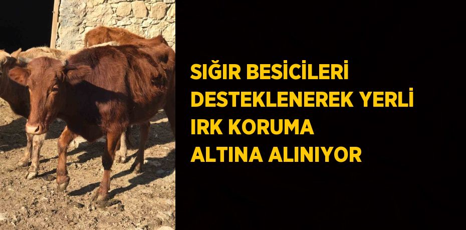 SIĞIR BESİCİLERİ DESTEKLENEREK YERLİ IRK KORUMA ALTINA ALINIYOR