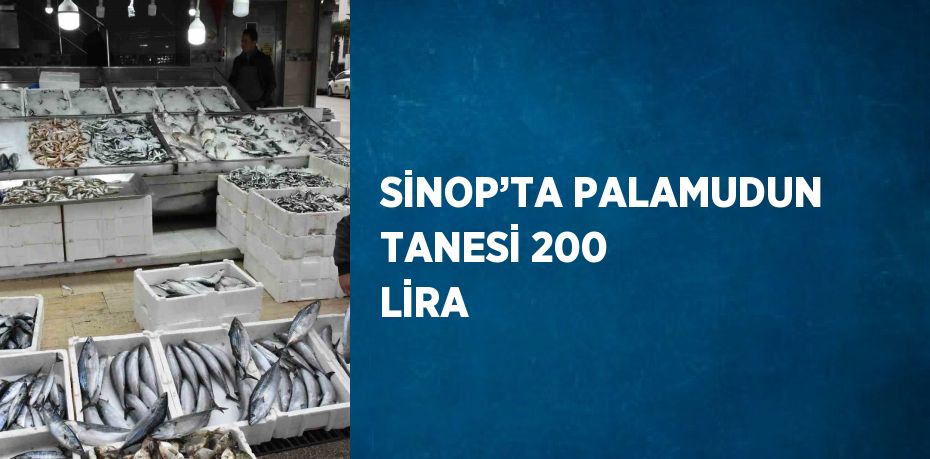 SİNOP’TA PALAMUDUN TANESİ 200 LİRA