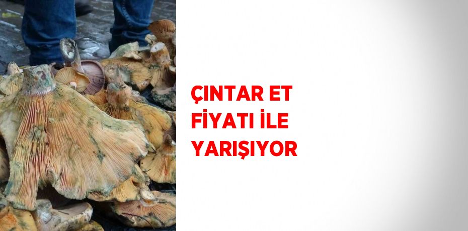 ÇINTAR ET FİYATI İLE YARIŞIYOR