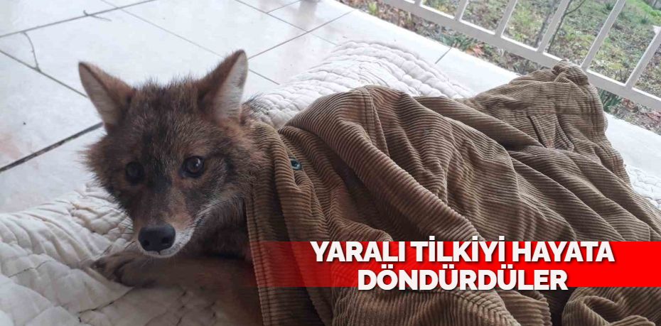 YARALI TİLKİYİ HAYATA DÖNDÜRDÜLER