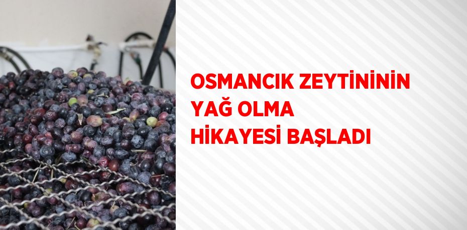 OSMANCIK ZEYTİNİNİN YAĞ OLMA HİKAYESİ BAŞLADI