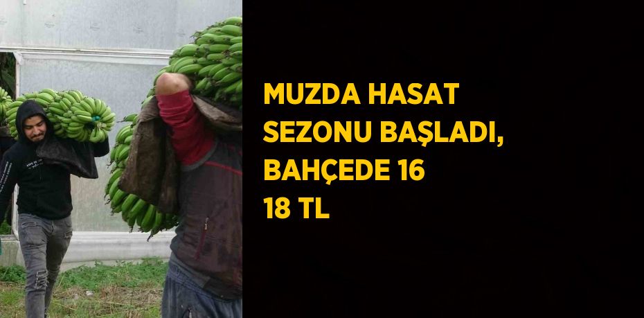 MUZDA HASAT SEZONU BAŞLADI, BAHÇEDE 16 18 TL