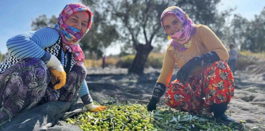 GEÇMİŞTEN GÜNÜMÜZE AYVALIK’TA ZEYTİN HASADI