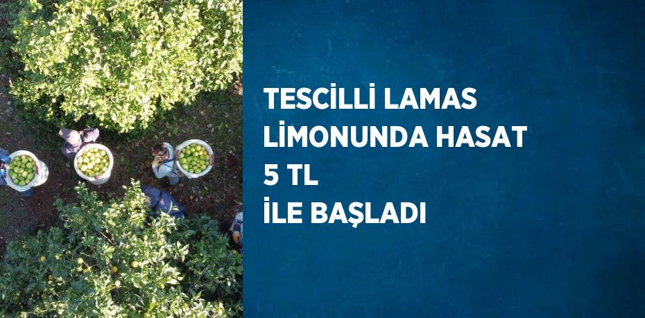 TESCİLLİ LAMAS LİMONUNDA HASAT 5 TL İLE BAŞLADI