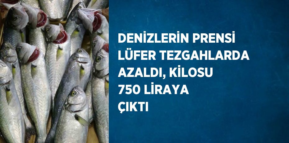 DENİZLERİN PRENSİ LÜFER TEZGAHLARDA AZALDI, KİLOSU 750 LİRAYA ÇIKTI