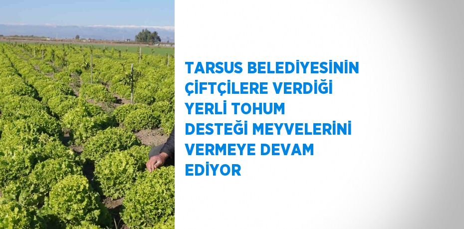 TARSUS BELEDİYESİNİN ÇİFTÇİLERE VERDİĞİ YERLİ TOHUM DESTEĞİ MEYVELERİNİ VERMEYE DEVAM EDİYOR