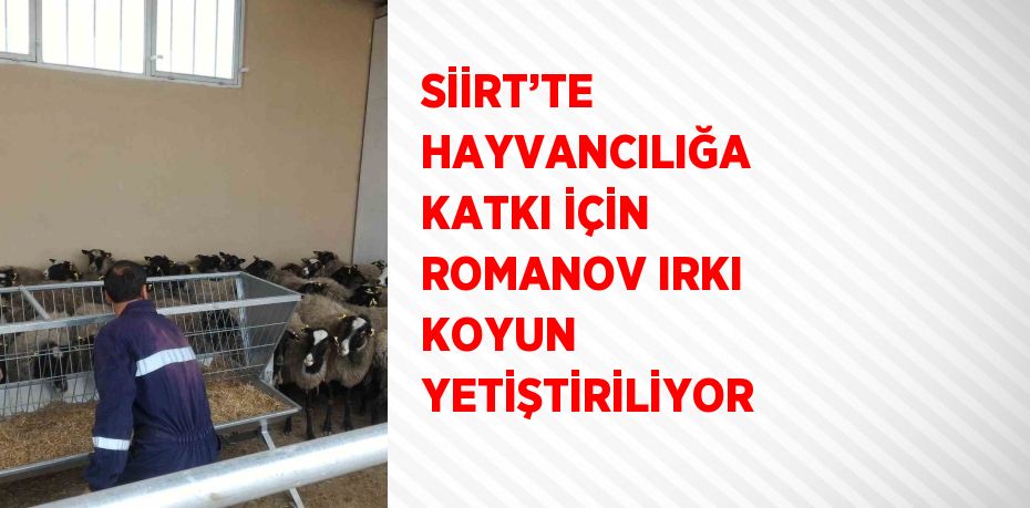 SİİRT’TE HAYVANCILIĞA KATKI İÇİN ROMANOV IRKI KOYUN YETİŞTİRİLİYOR