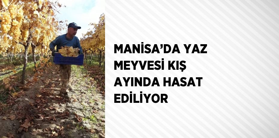 Manisa’nın Sarıgöl ilçesinde örtü