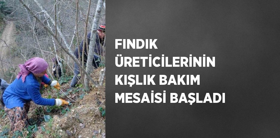 Ordu’da fındık üreticileri, güneşli