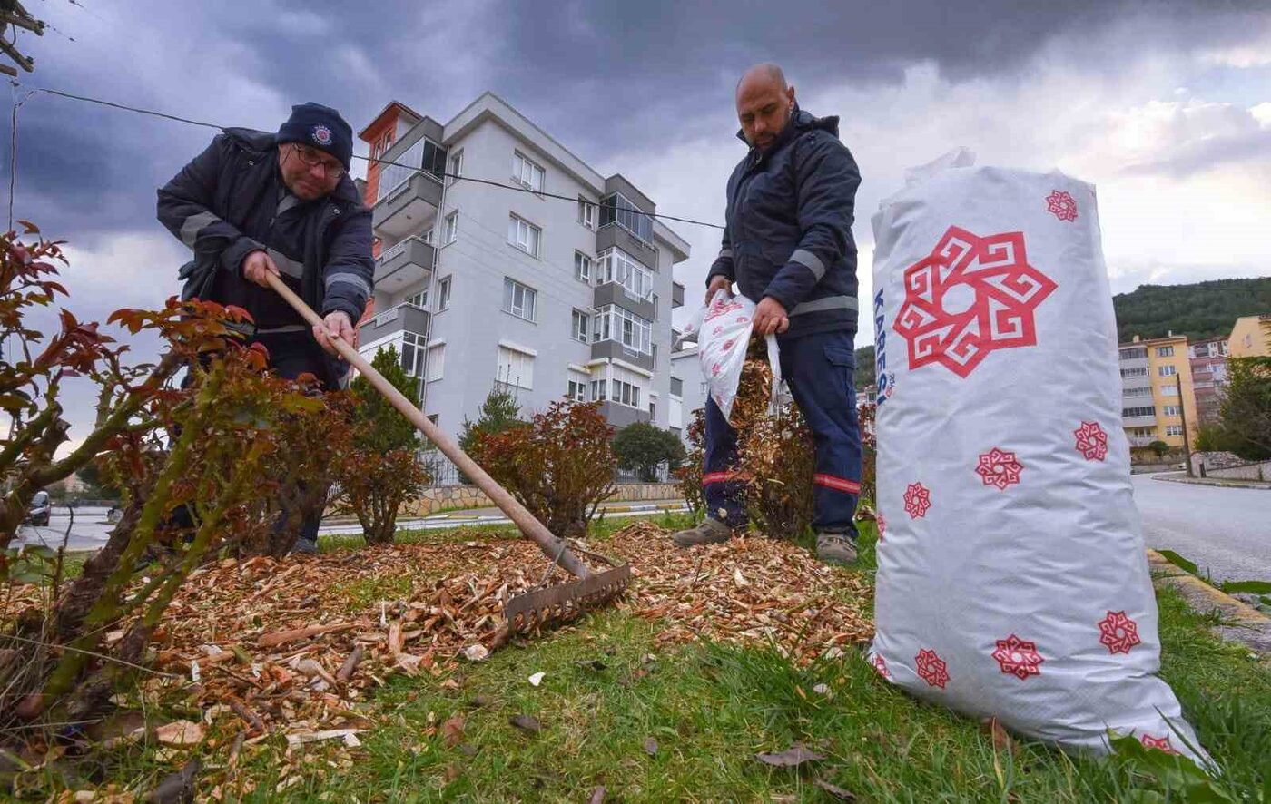 Karesi̇de Budanan Dallar Gübre Oluyor