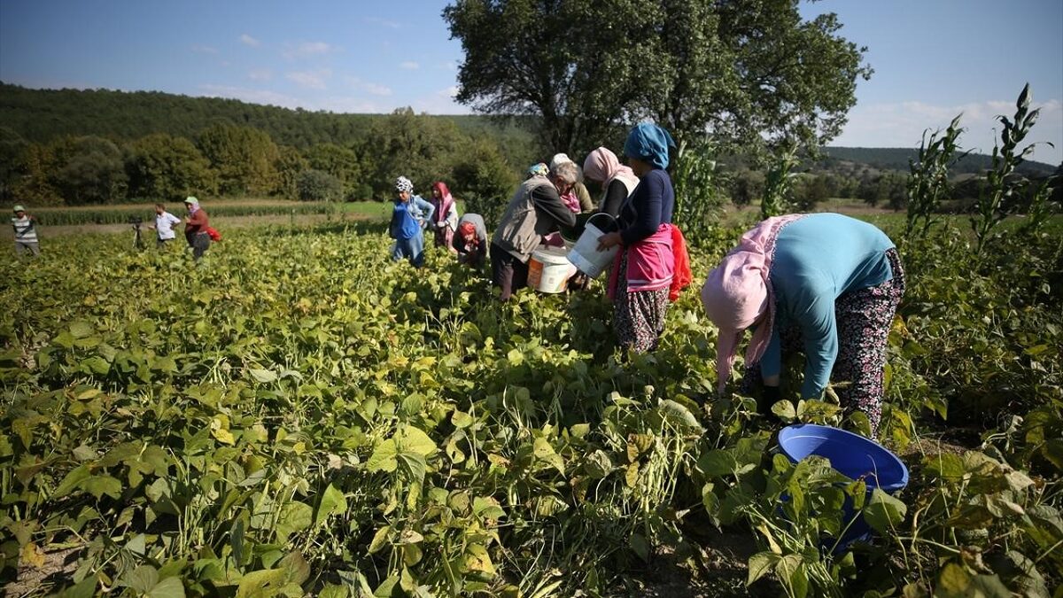 Balıkesir'in küçük ilçelerinden Balya’da,