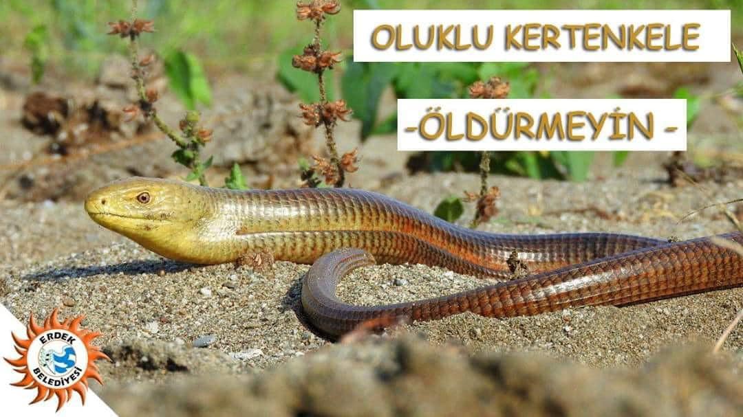 Erdek Belediyesi oluklu kertenkeleyi