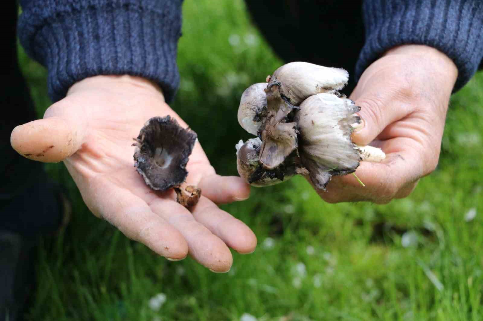 Doğada kendiliğinden yetişen mantarları