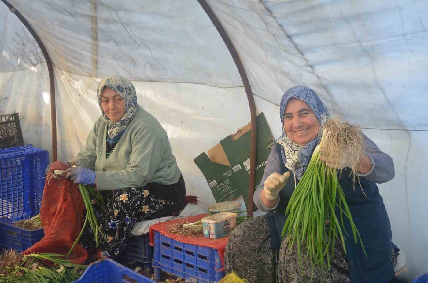 Türkiye’de yeşil soğanın en