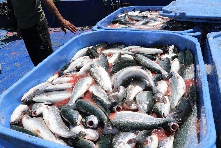 Karadeniz’de yetiştirilen somon dünya