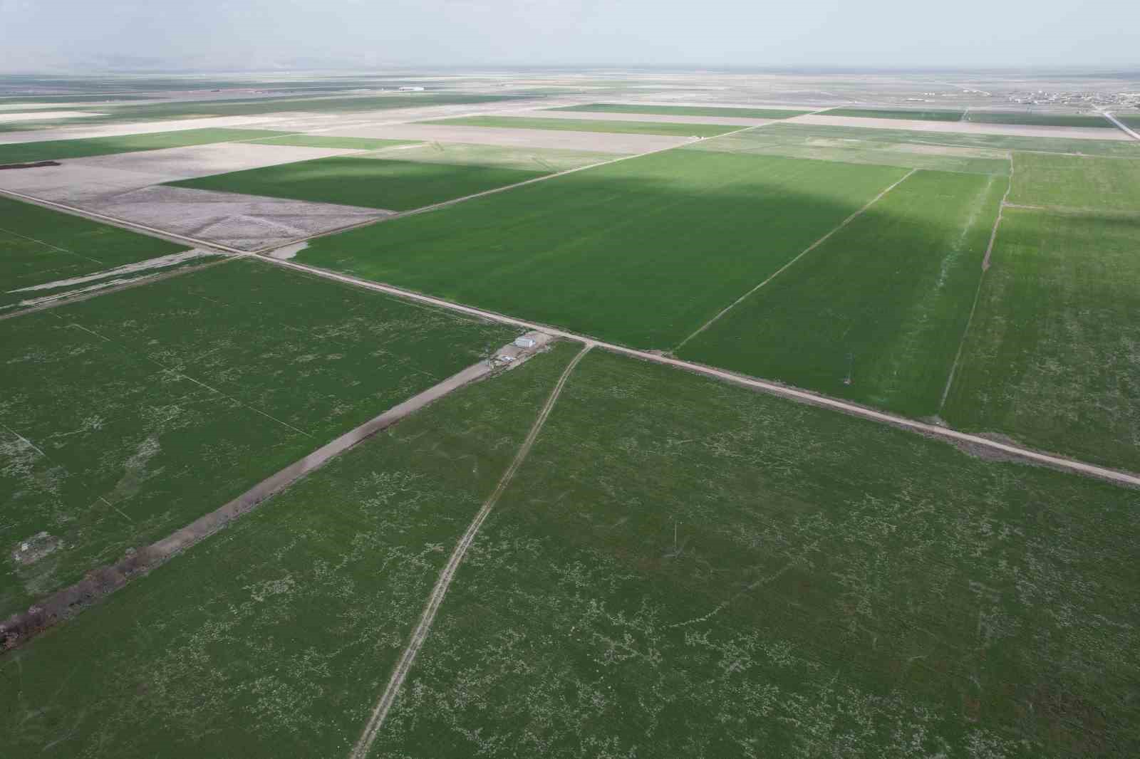 Türkiye’nin tahıl ambarı Konya