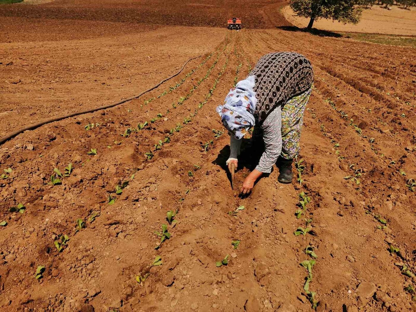 Manisa’nın Salihli ilçesinin kırsal