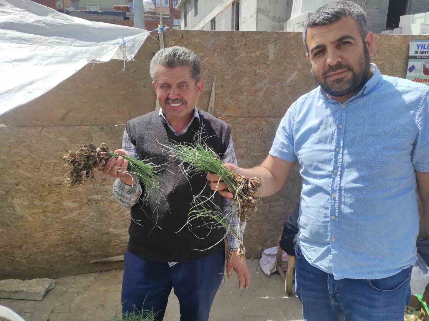 ’Zuzubak’ Otunun fiyatını duyan dönüp bir daha bakıyor: Kilosu 5 bin liradan alıcı buluyor