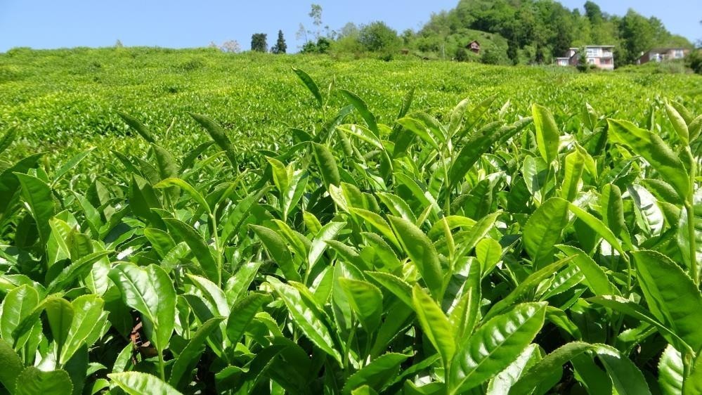 Çay İşletmeleri Genel Müdürlüğü