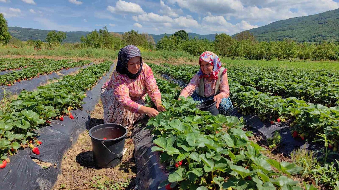 Çilek köyünde hasat başladı